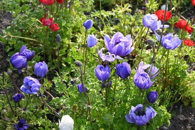 anemone_230412_02