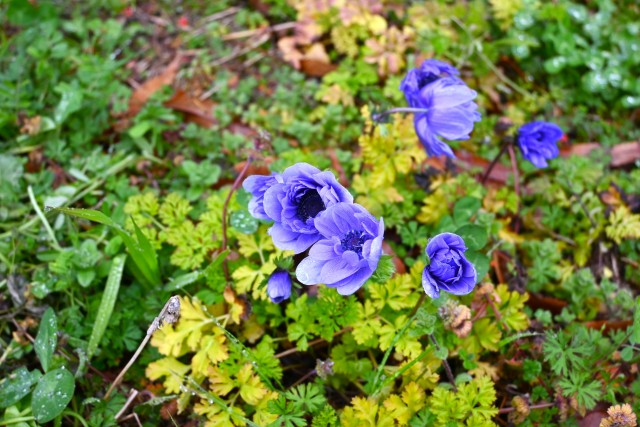 anemone_240325_01