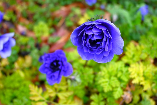 anemone_240325_03