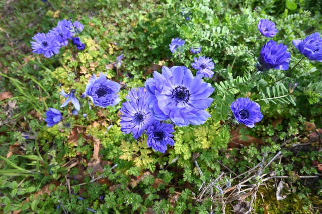 anemone_240402_01