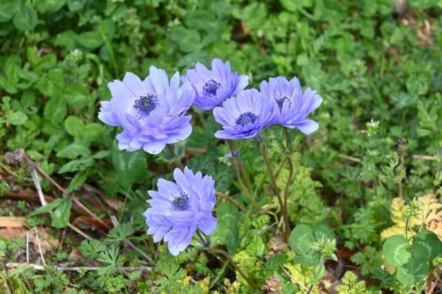 anemone_240402_03