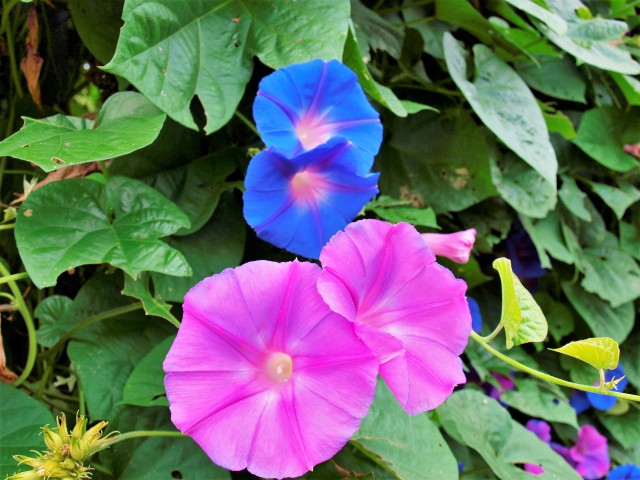 夏の花八景 万博記念公園