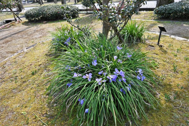 ayame_230308_02