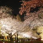 桜まつりライトアップ