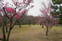 bairin_nihonteien_240206_01