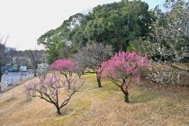 bairin_shizenbunkaen_240206_0q