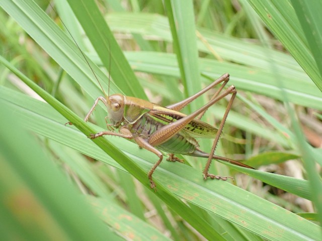 草むらの生き物たち