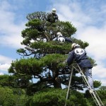 日本庭園「銘木クロマツ緑摘み」見学会