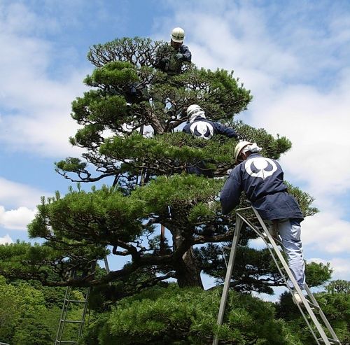 日本庭園「銘木クロマツ緑摘み」見学会