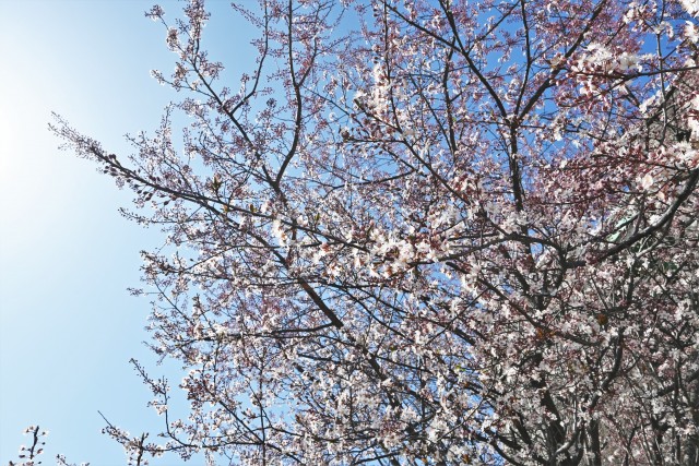 benisumomo_230315_01