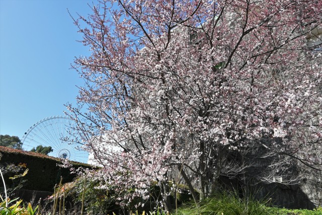 benisumomo_230315_02