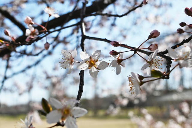 benisumomo_230315_03