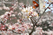 benisumomo_250324_02