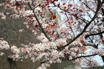 benisumomo_250324_03