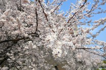 benisumomo_250326_02