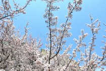 benisumomo_250326_03