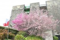 benisumomo_250402_02