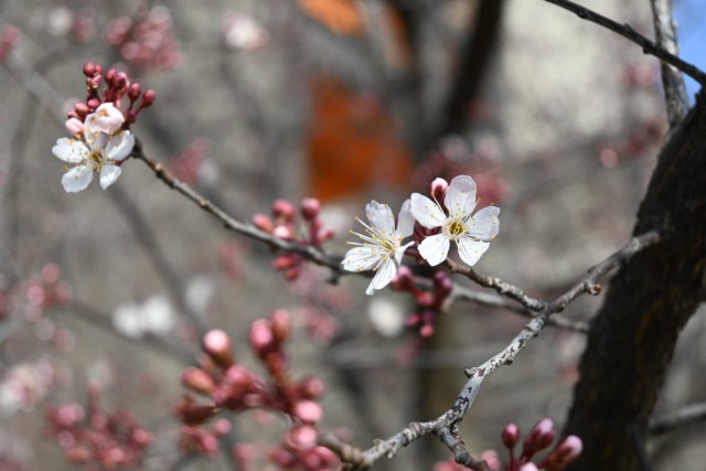 benisumomo_260305_01