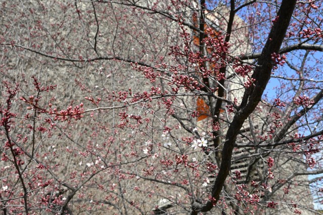 benisumomo_260305_02