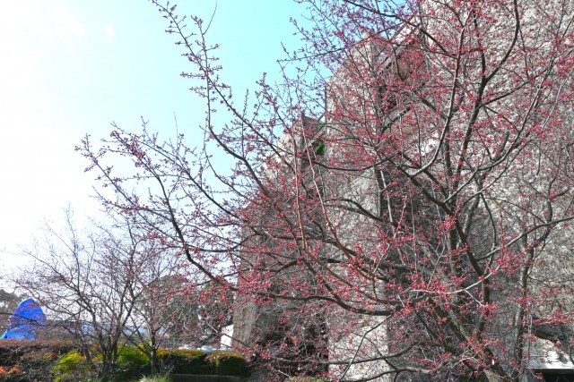 benisumomo_260305_03