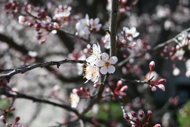 benisumomo_260311_01