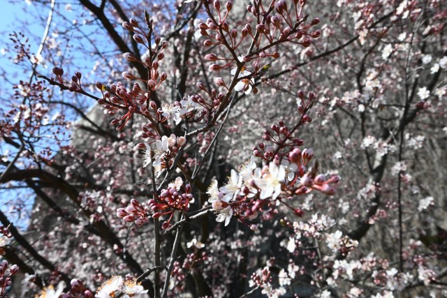 benisumomo_260311_02