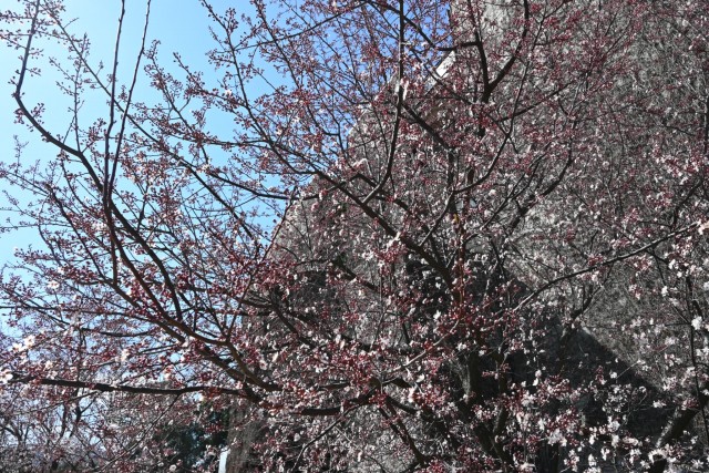 benisumomo_260311_03