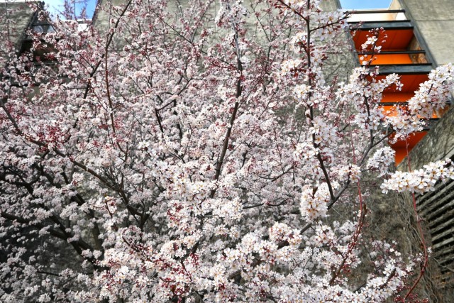 benisumomo_260317_01