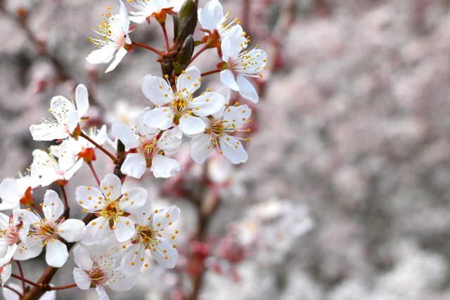 benisumomo_260317_02