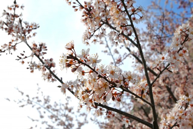 benisumomo_260317_03