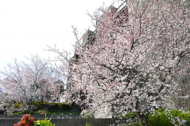 benisumomo_260317_04