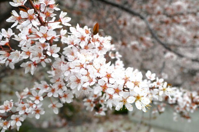 benisumomo_260325_01