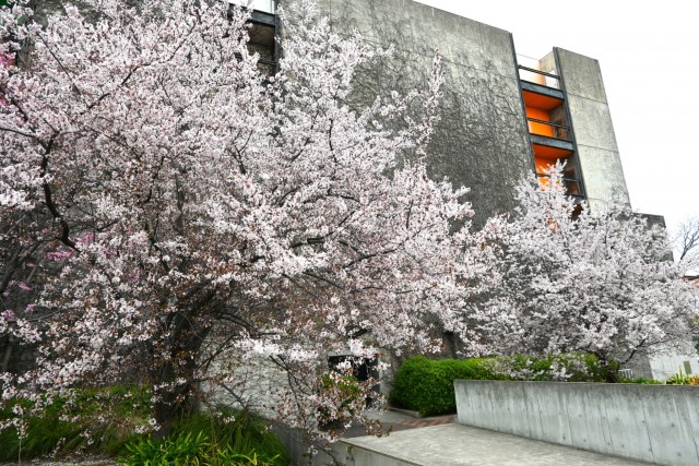 benisumomo_260325_02