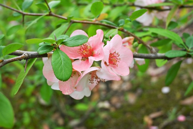 boke_230405_02