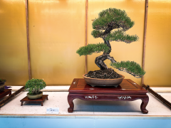 日本庭園 秋の盆栽展1