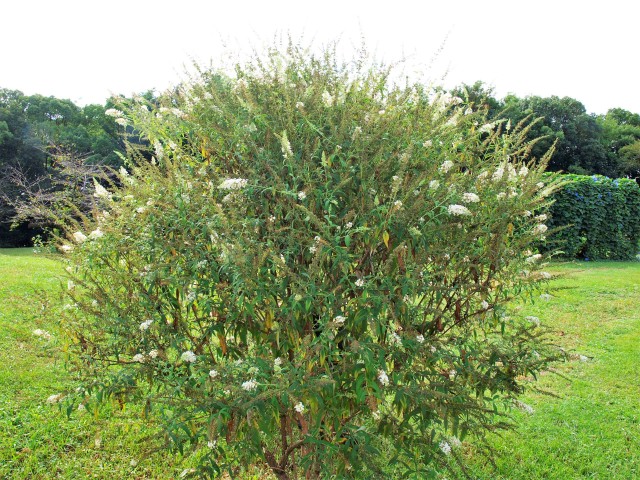 夏の花八景 万博記念公園