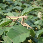 秋の昆虫観察会