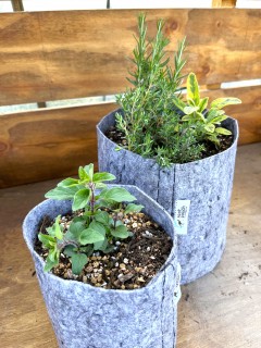 ハーブの植え付けワークショップ