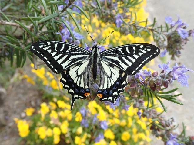 春の昆虫観察会