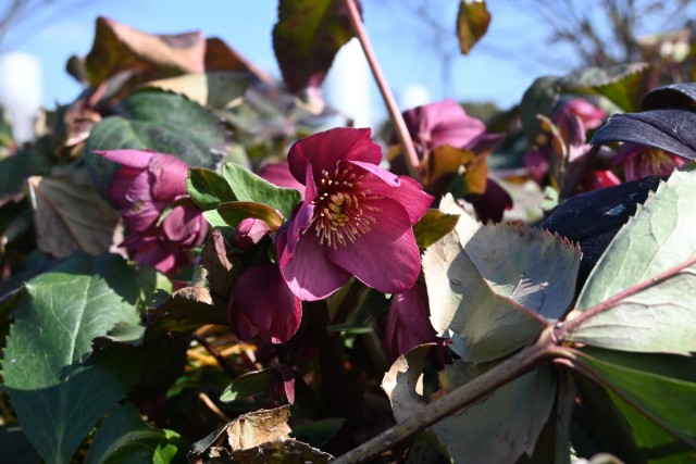 クリスマスローズ | 万博記念公園