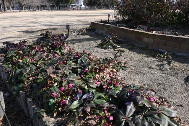 cgristmasrose_260204_03