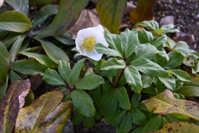 cgristmasrose_260204_04