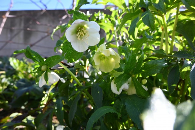 chrismasrose_230111_01