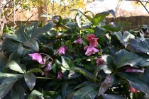 chrismasrose_230111_02