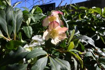 chrismasrose_230111_03