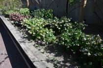 christmas_230315_02