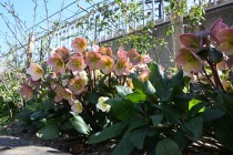 christmas_230315_03