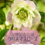 christmas_rosefes_top