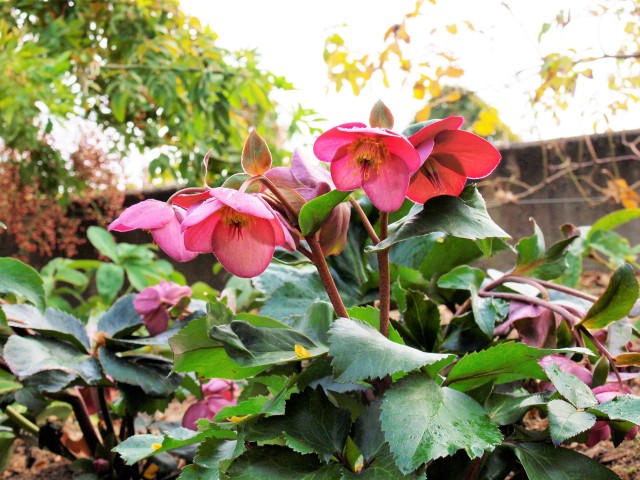 christmasrose_2011223_011
