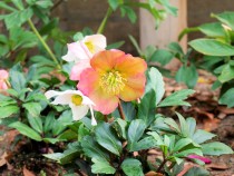 christmasrose_2011223_021